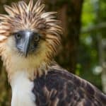 The Philippine eagle (Pithecophaga jefferyi) is one of the most endangered bird species in the world. It is believed that less than 500 pairs survive in the wild.