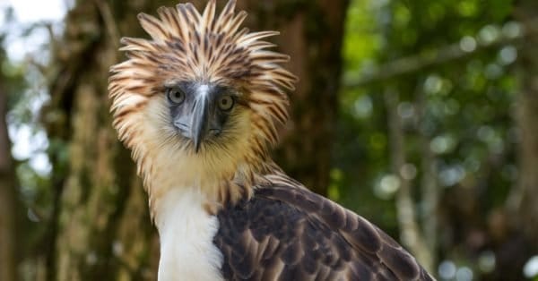 The Philippine Eagle: National Bird of the Philippines - A-Z Animals