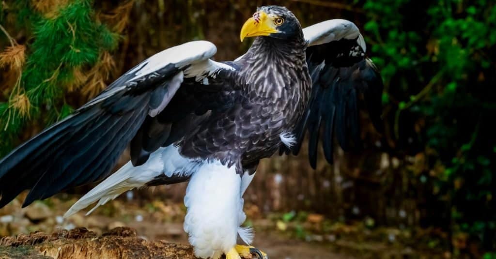 Las águilas más grandes del mundo: el águila marina de Stellar