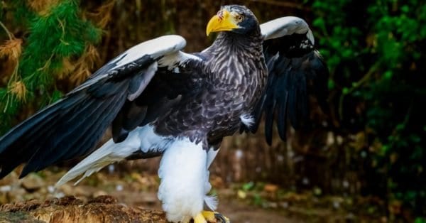 Sea Eagle - A-Z Animals