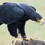 Verreaux's eagle (Aquila verreauxii) also called the black eagle at a Birds of Prey Rehabilitation Center in South Africa