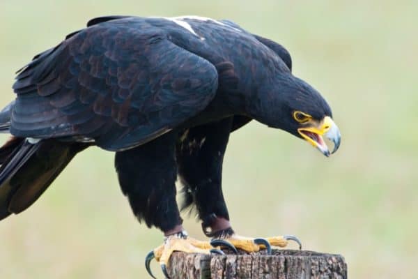 Verreaux's eagle (Aquila verreauxii) also called the black eagle at a Birds of Prey Rehabilitation Center in South Africa