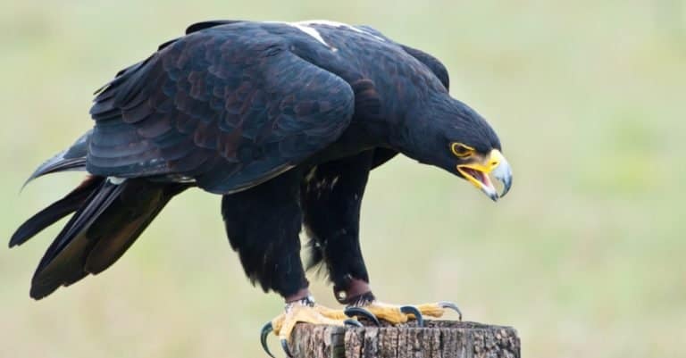 Largest Eagles in the World: Verreaux’s Eagle