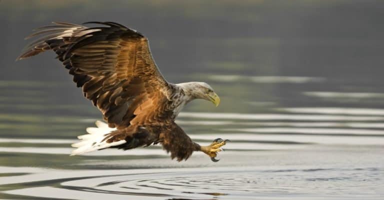 Largest Eagles in the World: White-tailed Eagle