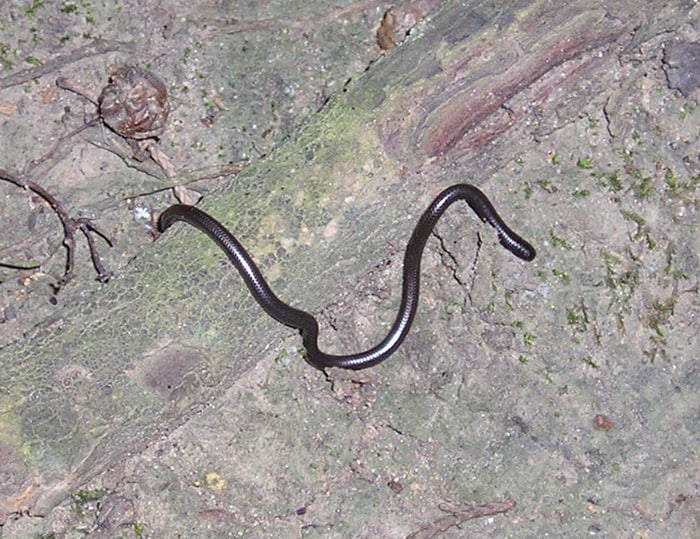 Peters's threadsnake (Leptotyphlops scutifrons) 