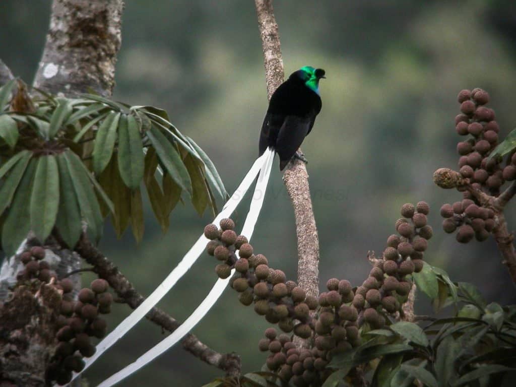 Longest Tail _The Ribbon-Tailed Astrapia