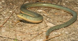 Glass Lizard - A-Z Animals