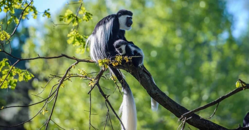 Longest Tail: The Angola Colobus