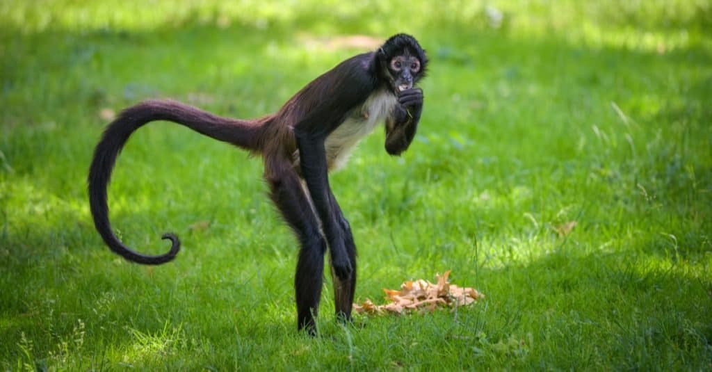 Spider monkeys are small and agile creatures