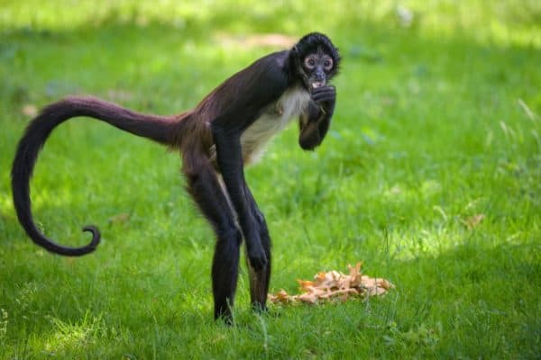 Spider monkeys do not have a thumb. Their four fingers are curved and look like a hook, which is special adaptation to the life in the forest.