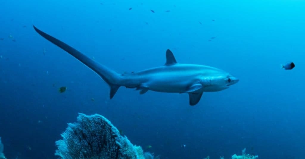 The 8 largest sharks lurking off the United States Coasts