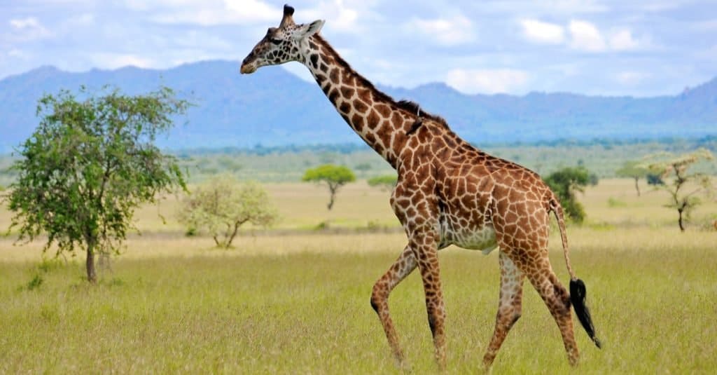 Giraffe is the tallest animal in the world. It has long legs and neck.  neck. Its long neck helps in 