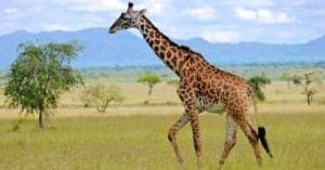 Watch a Giant Giraffe Chase Down a Jeep, Towering Above the Terrified People! Picture