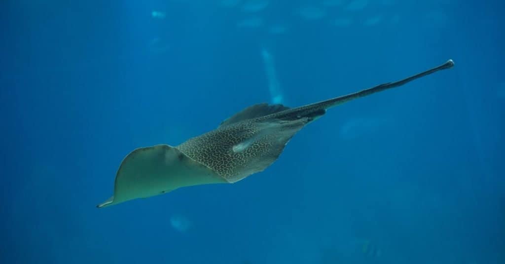 Longest Tail: The Leopard Whipray