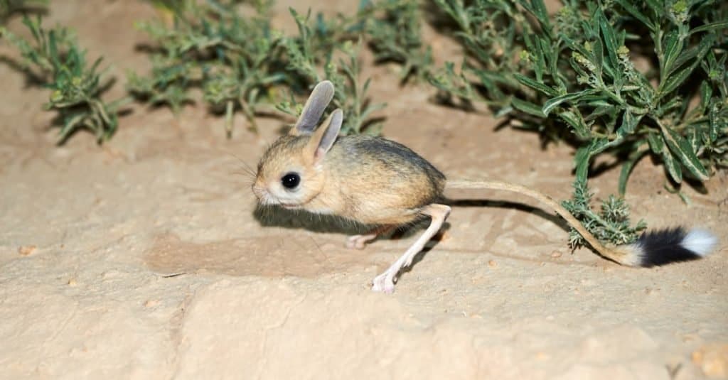 Longest Tail: The Long-Eared Jerboa