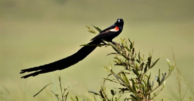 Longest Tail: The Long-Tailed Widow Bird