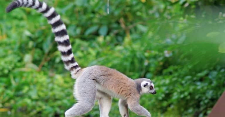 Longest Tail: The Ring-Tailed Lemur