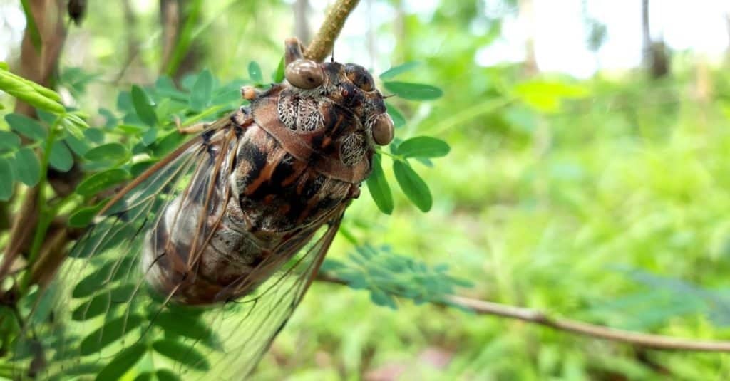 Loudest animal: African cicada