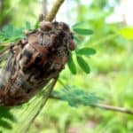 Cicadas have one of the longest insect lifespans The 13- or 17-year lifespan of periodical cicadas is one of the longest of any insect, but only a tiny fraction of that time is spent above ground.