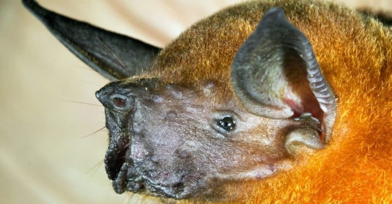 Loudest Animals: Greater Bulldog Bat