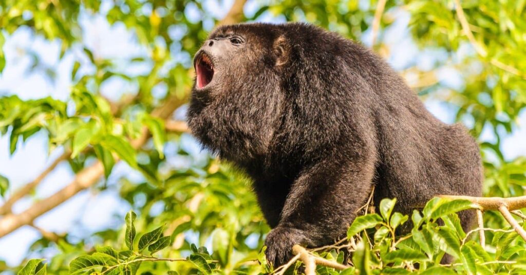 Wild Monkey On Top Of A Tree, Holding On The Tiny Branches