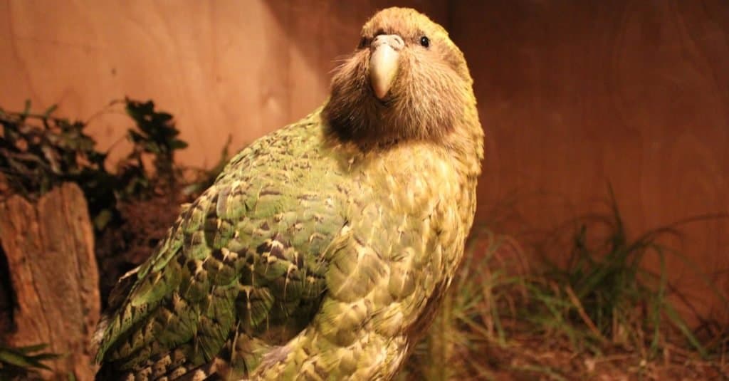 Loudest Animals: Kakapos