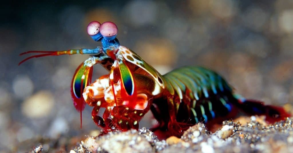 Loudest Animal: Mantis Shrimp