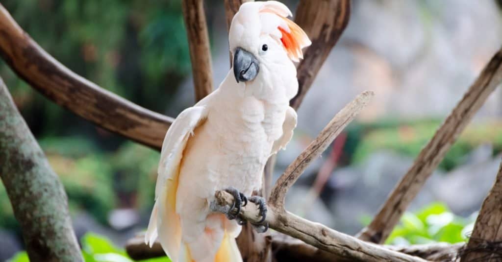 Cockatoo vs Macaw