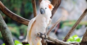 Cockatoo Lifespan: How Long Do Cockatoos Live? Picture