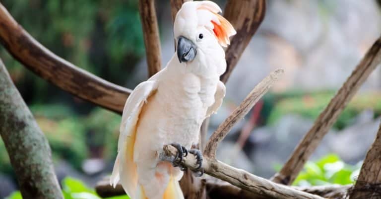Loudest Animals: Moluccan Cockatoo