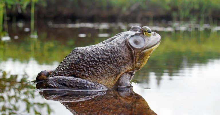 Loudest Animals_ North American Bullfrog