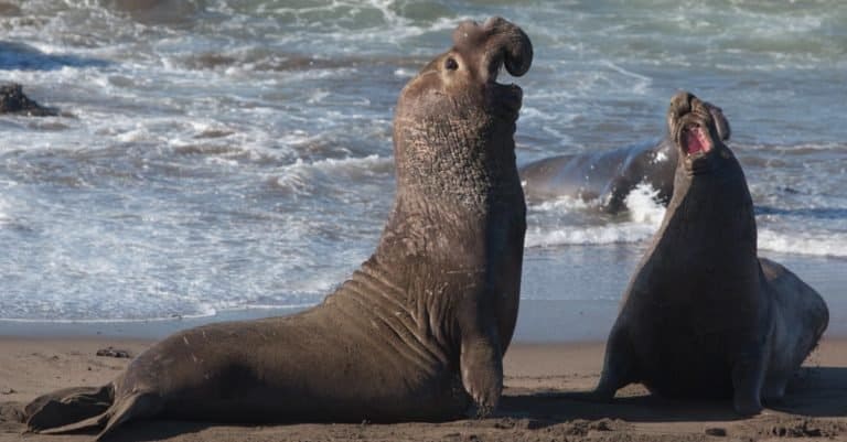 Loudest Animals: Northern Elephant Seal