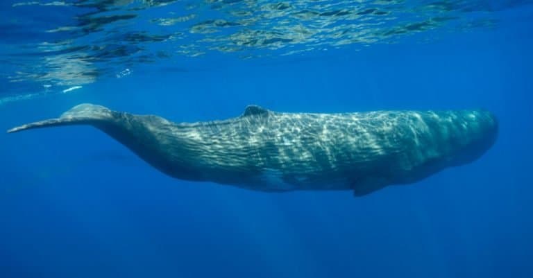 Loudest Animals: Sperm Whale
