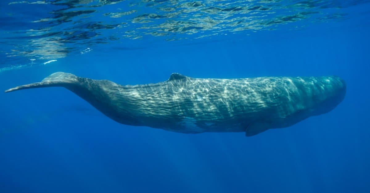 Loudest Animals  Sperm Whale 