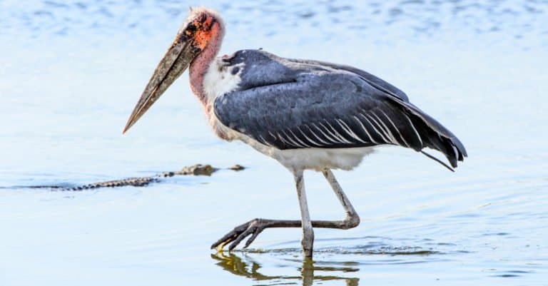 The Marabou Stork has a wingspan of up to 13 feet.