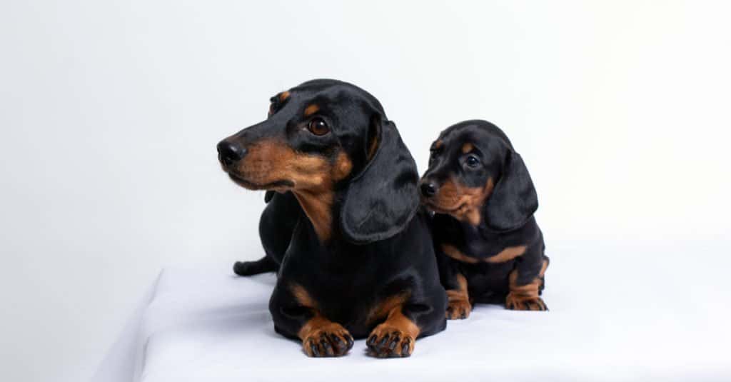 at what age is a miniature dachshund full grown