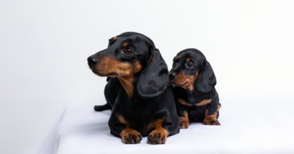 Mini Dachshund Progression: Growth Chart, Milestones, And Training Tips ...