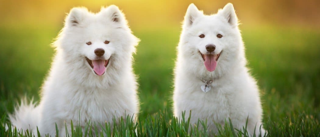 The 10 Most Expensive Dog Breeds - AZ Animals
