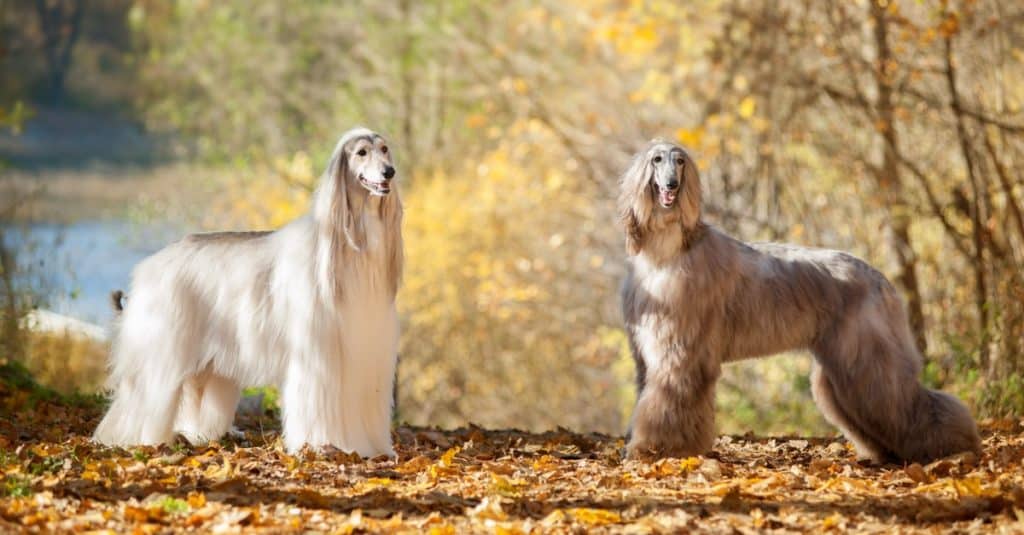 Afghan Hounds