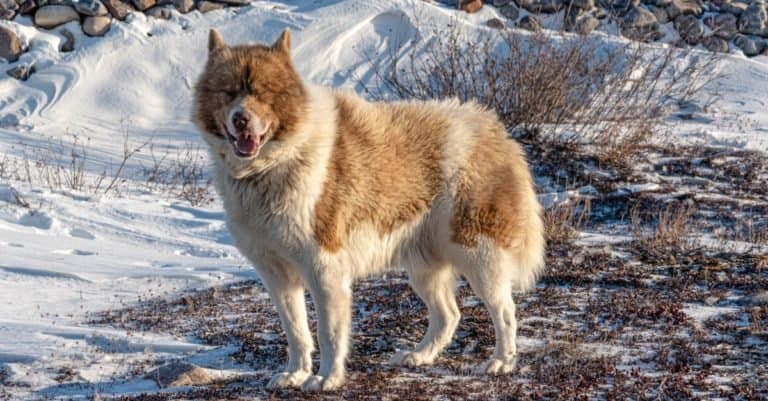Most Expensive Dog Breeds: Canadian Eskimo Dog
