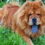 The chow chow is a stoic and independent dog breed that is known for its bear-like appearance and blue-black tongue.