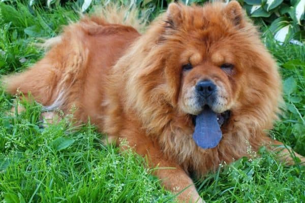 The chow chow is a stoic and independent dog breed that is known for its bear-like appearance and blue-black tongue.