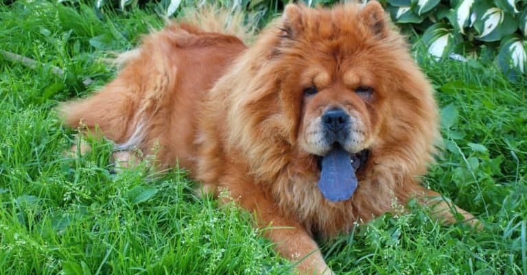 Most Expensive Dog Breeds: Chow Chow