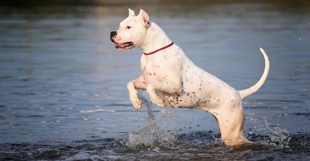 Dogo Argentino vs Pitbull