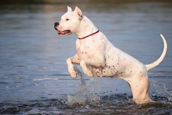 The Dogo Argentino is an excellent guardian and loyal to the family. He is a playful and intelligent dog that loves to kiss and cuddle.