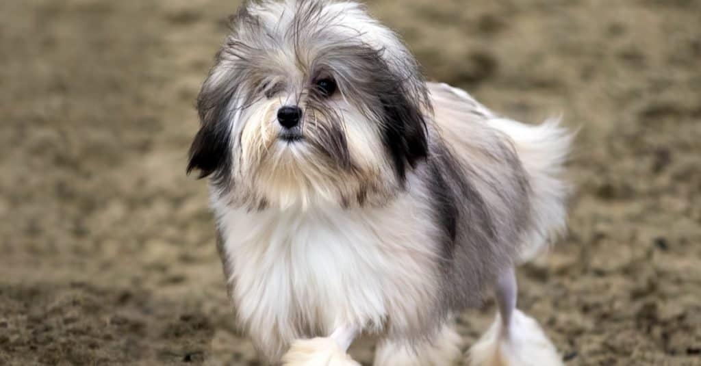 The 10 Most Expensive Dog Breeds Az Animals