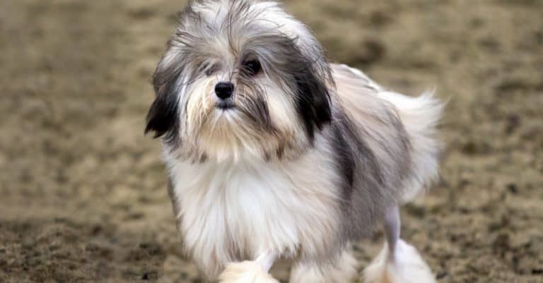 Most Expensive Dog Breeds: Löwchen
