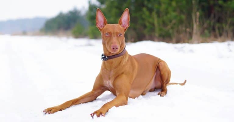 Most Expensive Dog Breeds: Pharaoh Hound