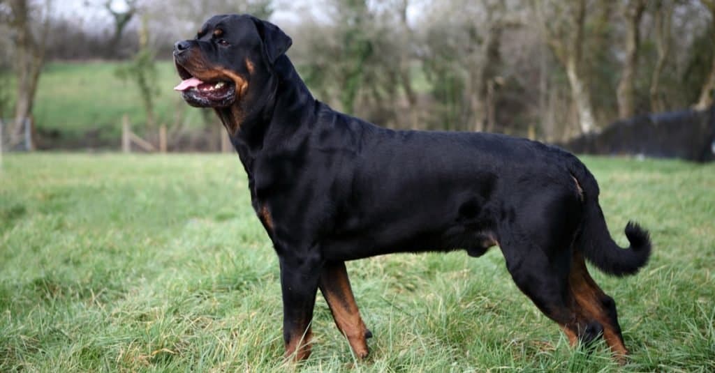 american rottweiler dog