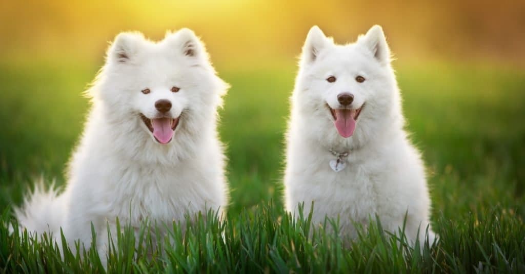 Malamute vs Samoyed